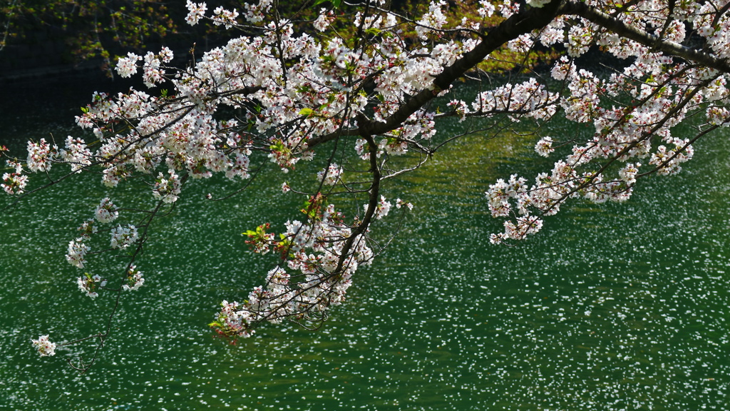 千鳥が淵