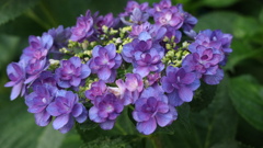 散歩の途中で見た　はな　①