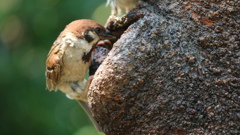 上野　不忍池のすずめさん
