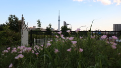 汐入公園からのスカイツリー　1