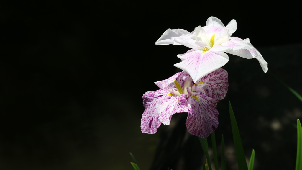 旧古河庭園　③