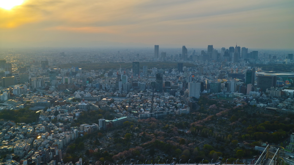 夕日と桜