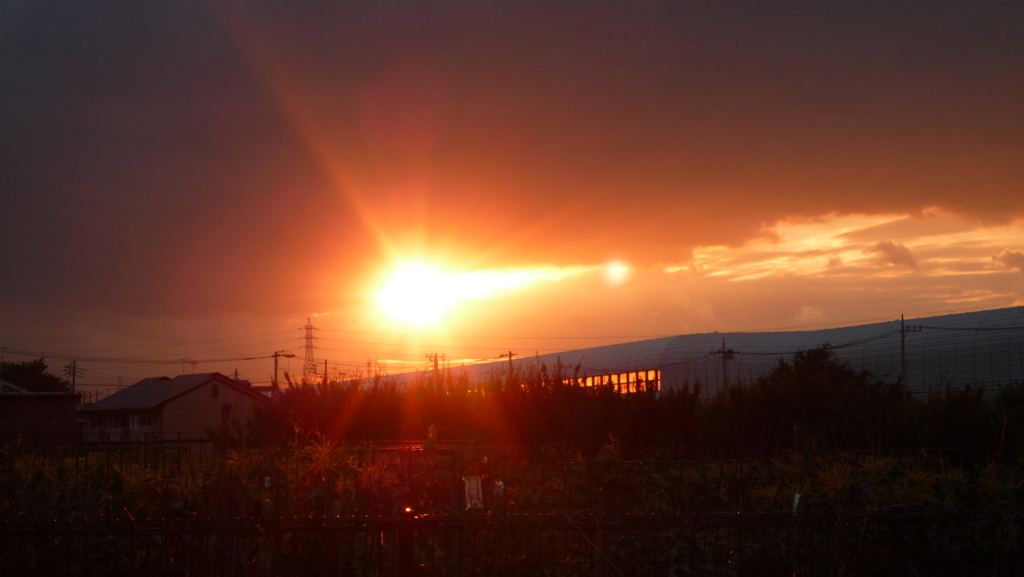 きょうの区民農園からの夕陽