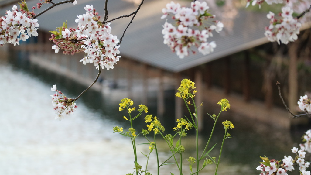 桜と菜の花