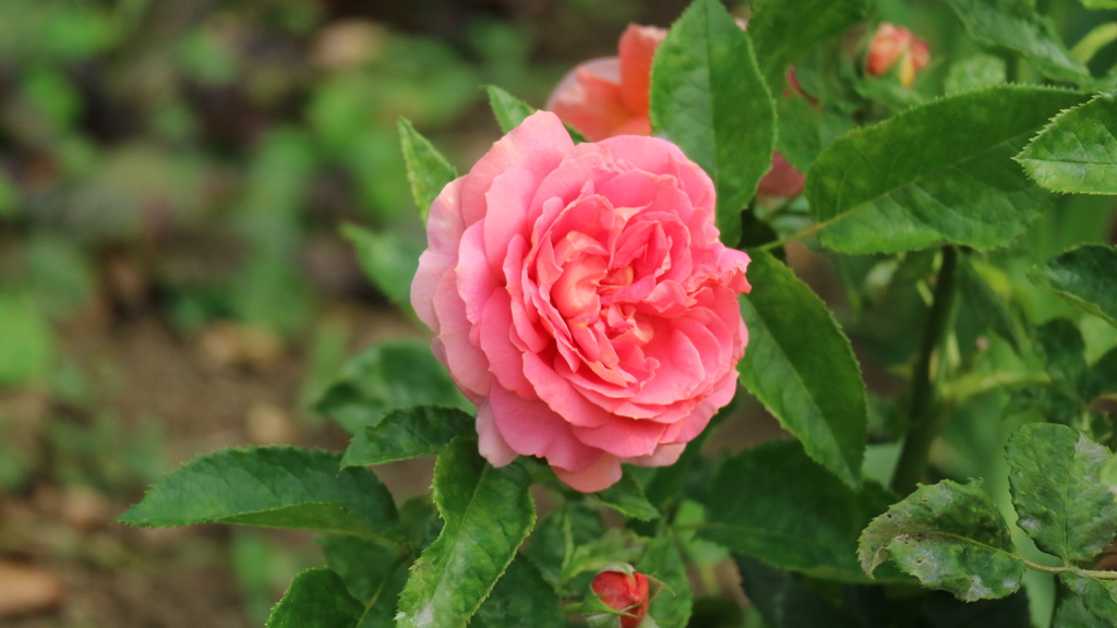 日比谷公園の薔薇2