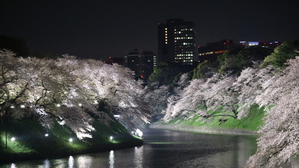 夜桜