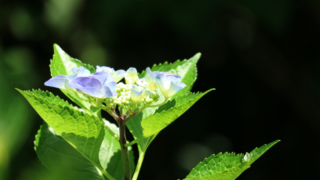 紫陽花　