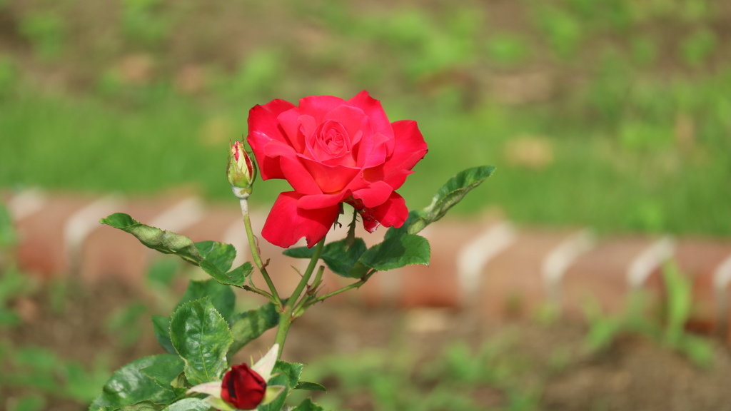 日比谷公園の薔薇3