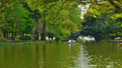 石神井公園百景