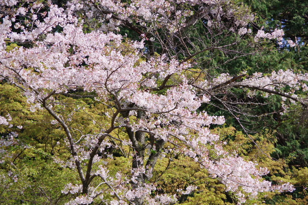 桜