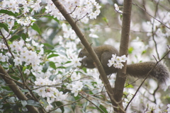 桜とリス