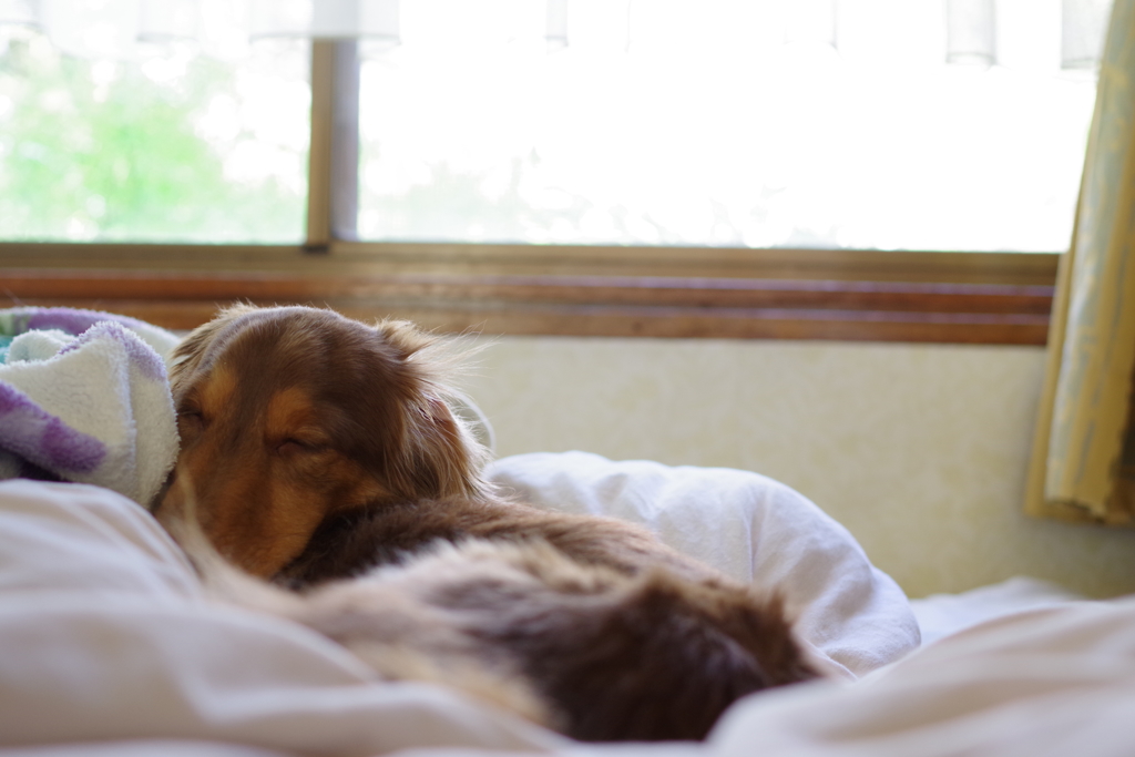 はぁーなんだか眠くなってきちゃった．．．