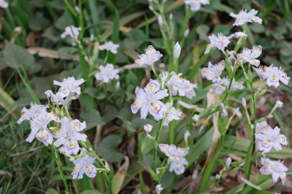 道端の花