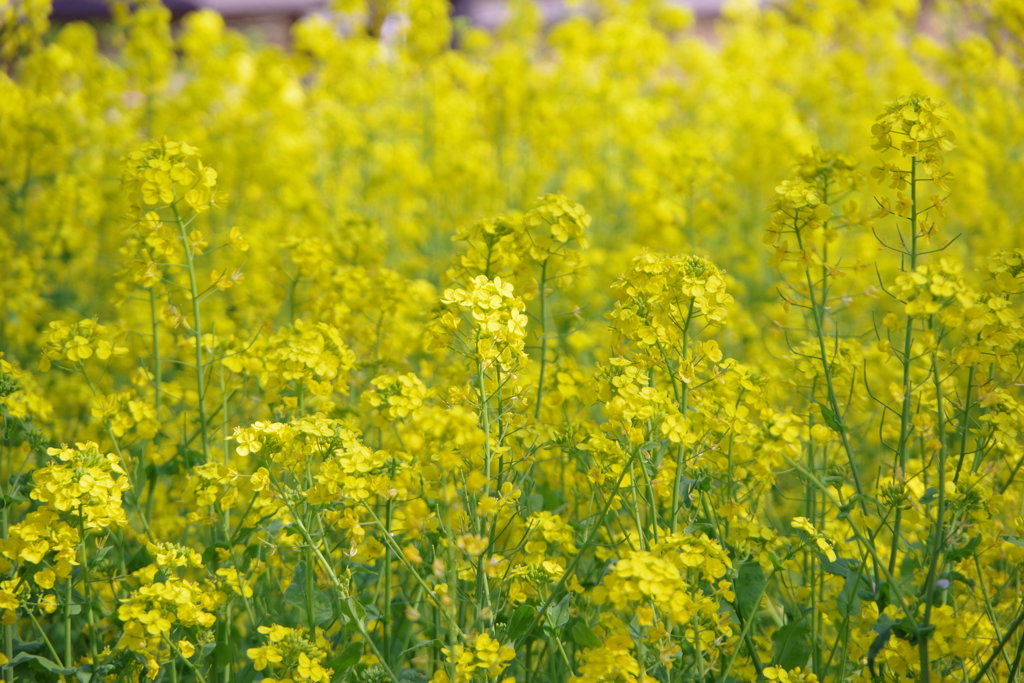 菜の花