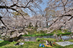 お花見