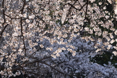 降り注ぐ桜