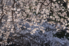 降り注ぐ桜