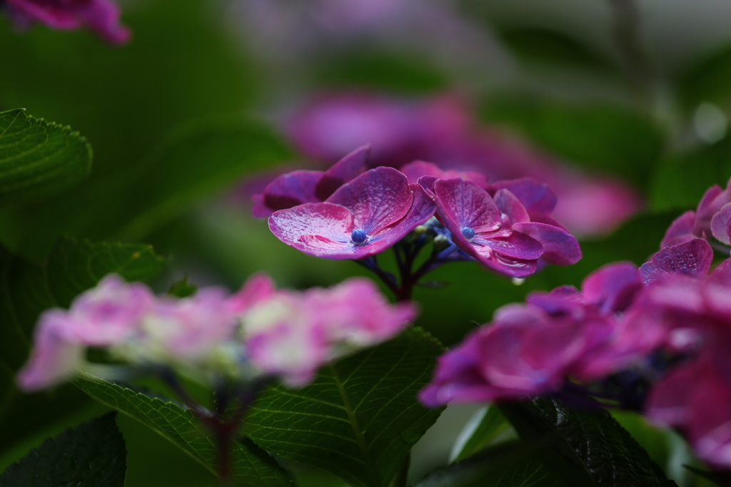 梅雨の主役