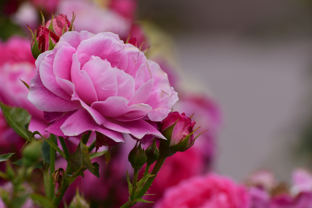 魅惑の花