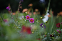 雨の花畑