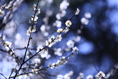煌めく白い春