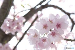 3月26日の桜