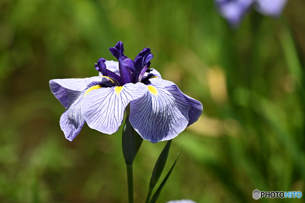 花菖蒲