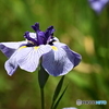 花菖蒲