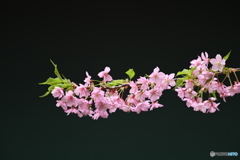 河津桜