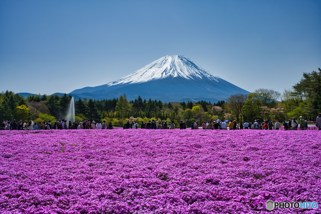 芝桜