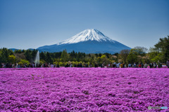 芝桜