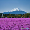 芝桜