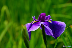 花菖蒲