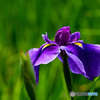 花菖蒲