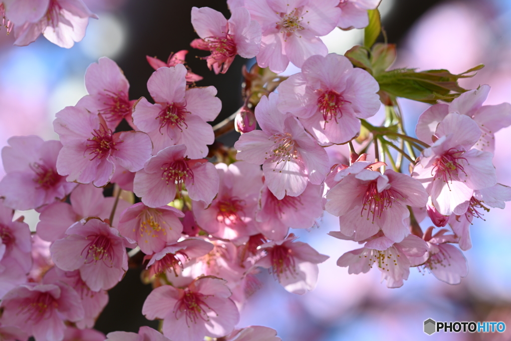 河津桜