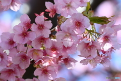 河津桜