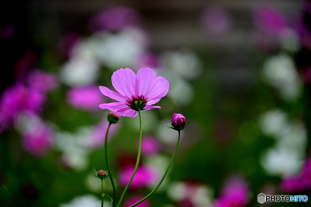 秋桜