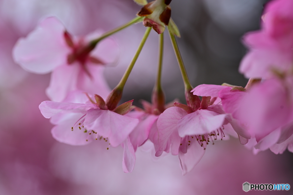 河津桜