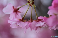 河津桜