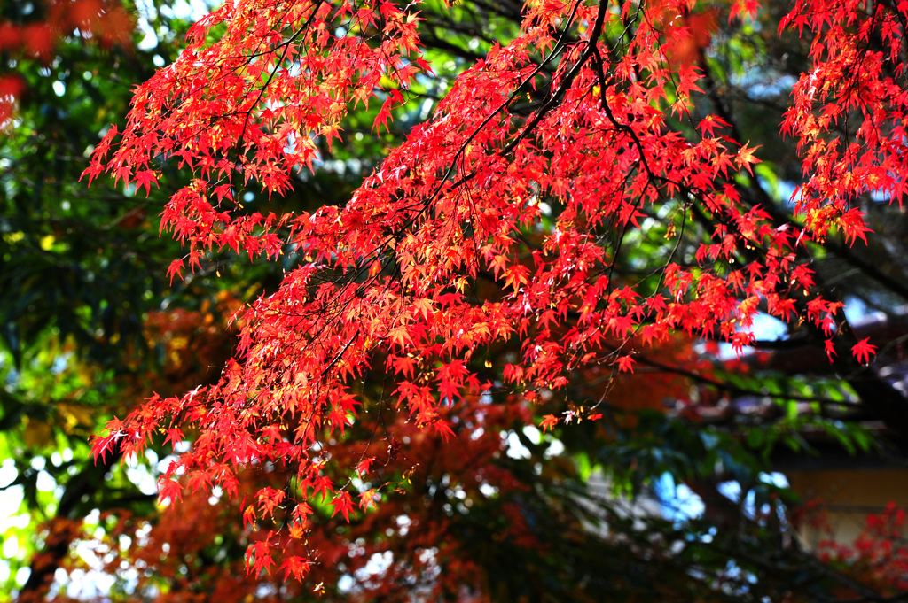 紅葉回廊