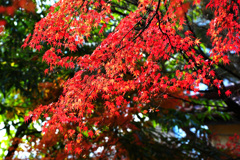 紅葉回廊