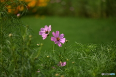 秋桜