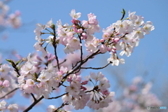 桜わくわく
