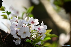 咲きたての染井吉野