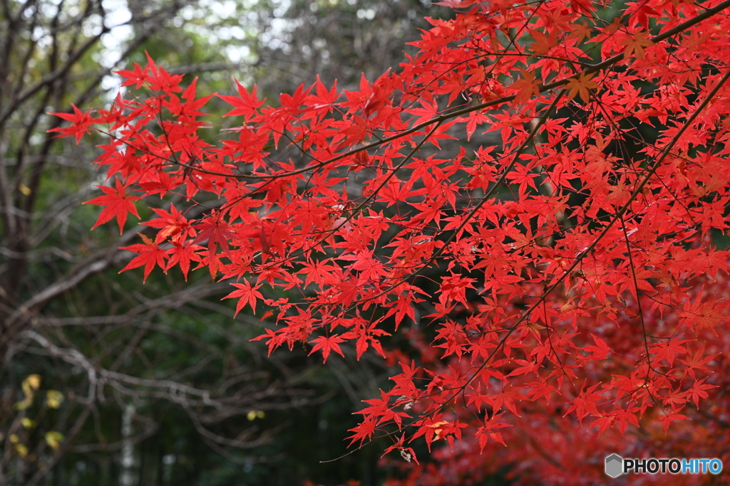 紅葉シリーズ