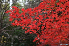 紅葉シリーズ