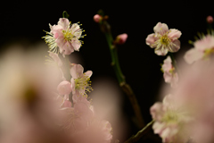 春の息吹