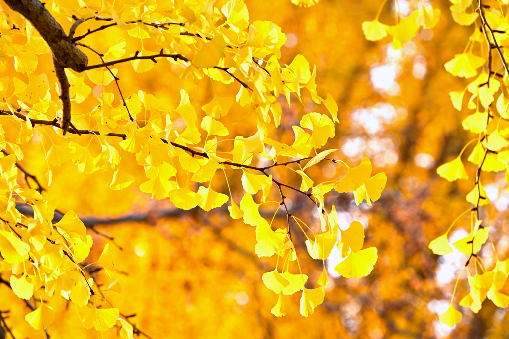 黄葉