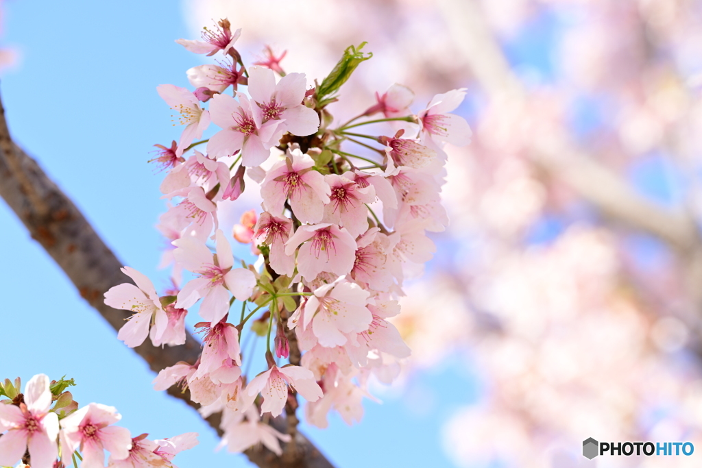 修善寺寒桜