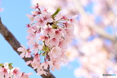 修善寺寒桜